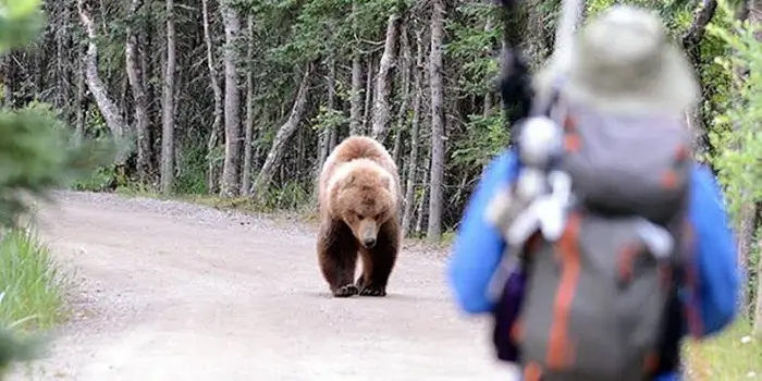 A bear confrontation.