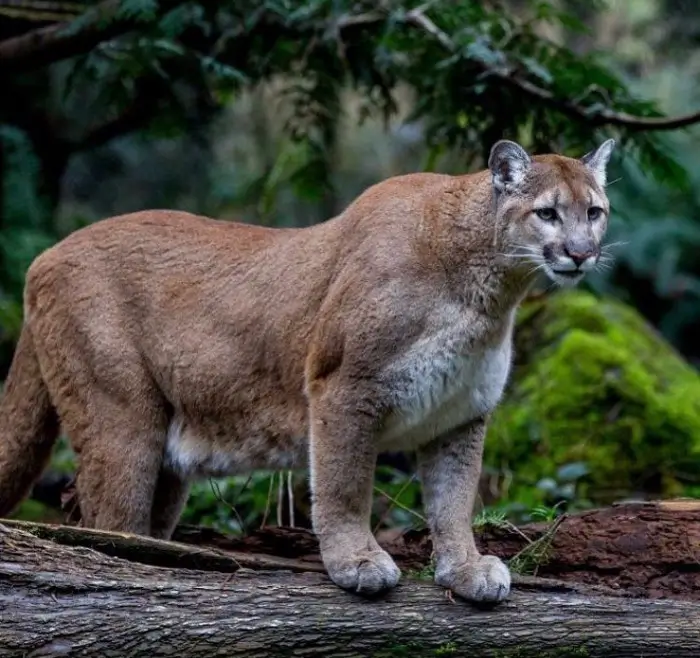 A cougar.