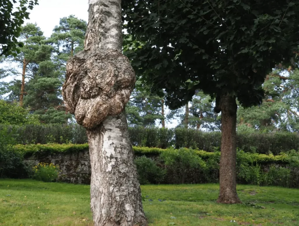 A large burl on the trunk of a birch tree.