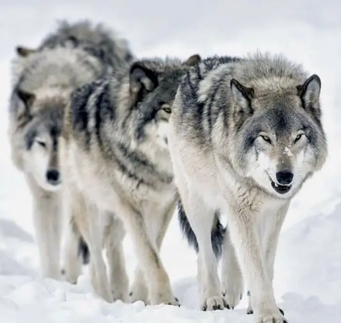 A wolf pack.