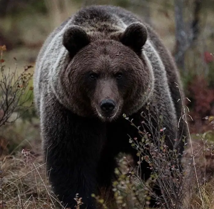 An American grizzly bear out to hunt.