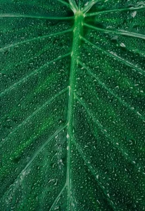 Read more about the article How to Find Water in Nature and its Purification