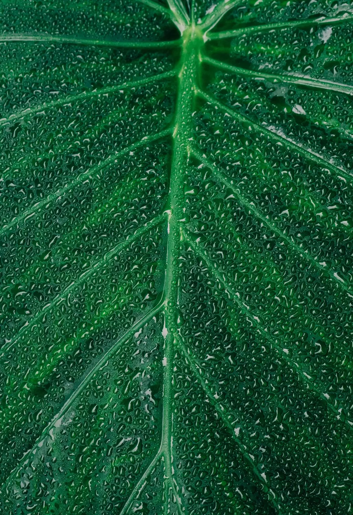 Read more about the article How to Find Water in Nature and its Purification
