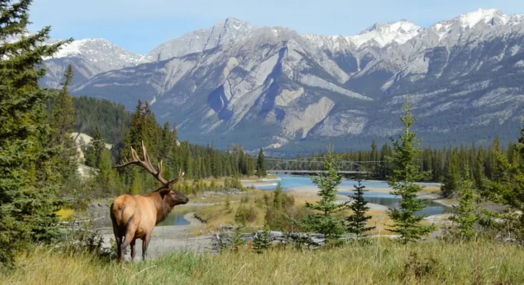 Jasper National Park, CANADA.
