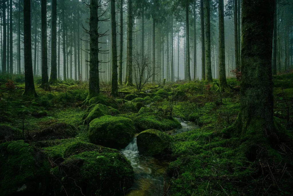 The Black Forest, GERMANY.