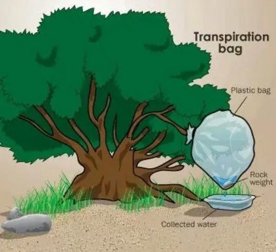 To find water in nature, transpiration bag.