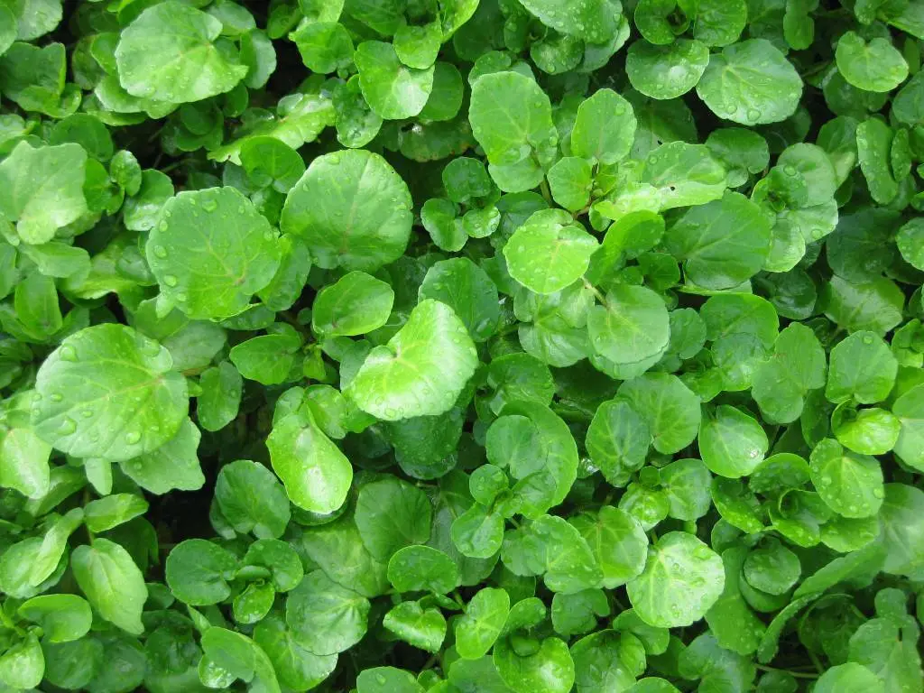A swath of watercress.