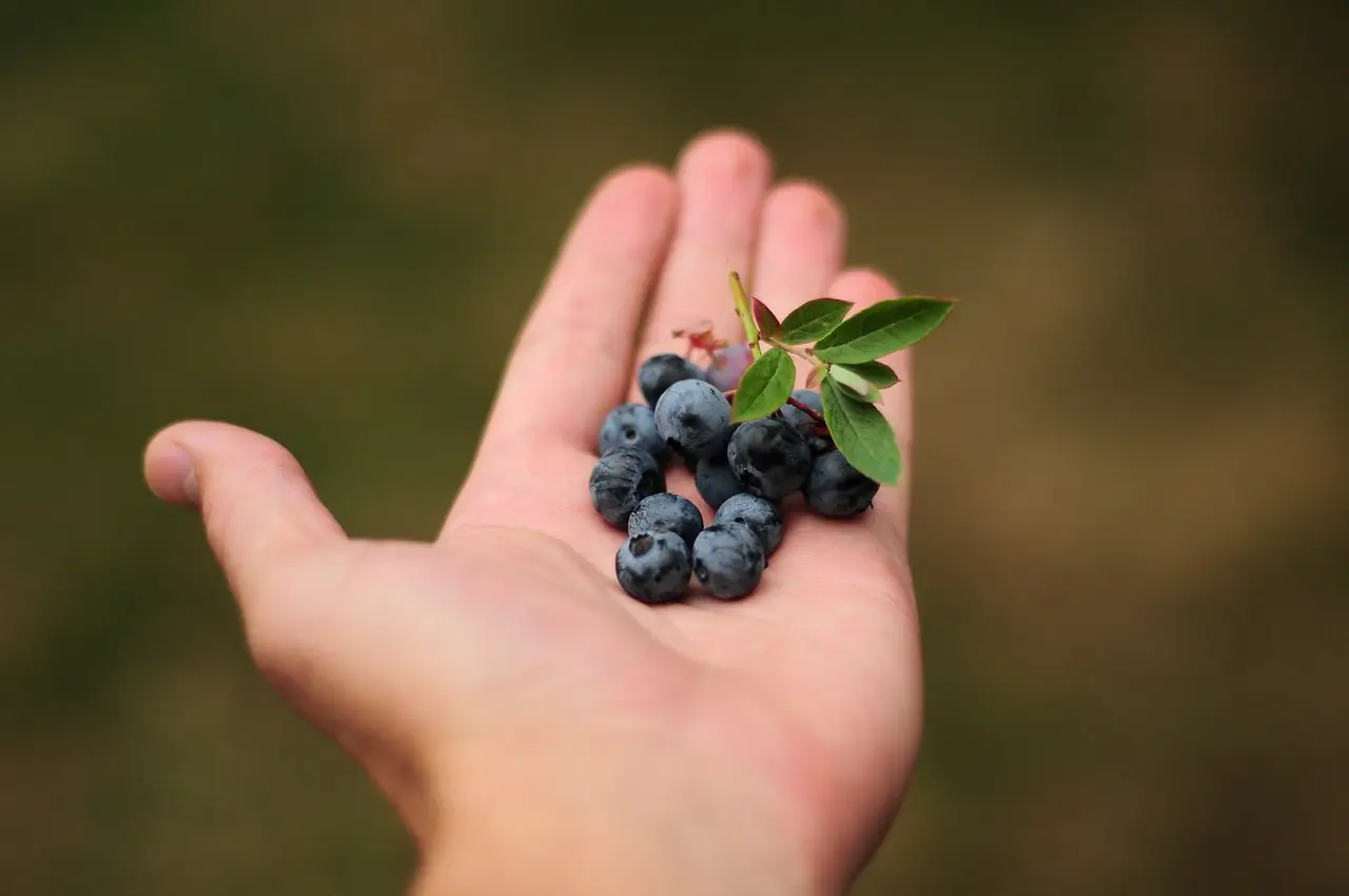 Read more about the article Edible Wild Plants in Nature