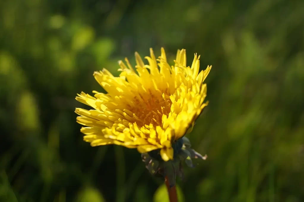 One of edible wild plants, dandelion.